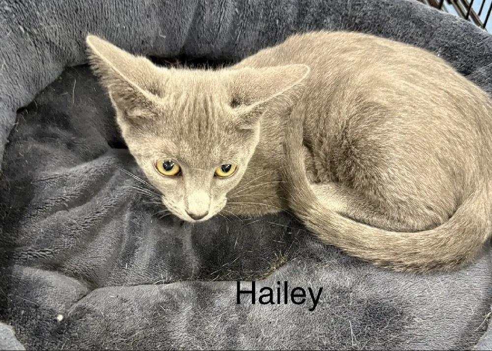Hailey, Adoptable, Kitten Female Domestic Short Hair.