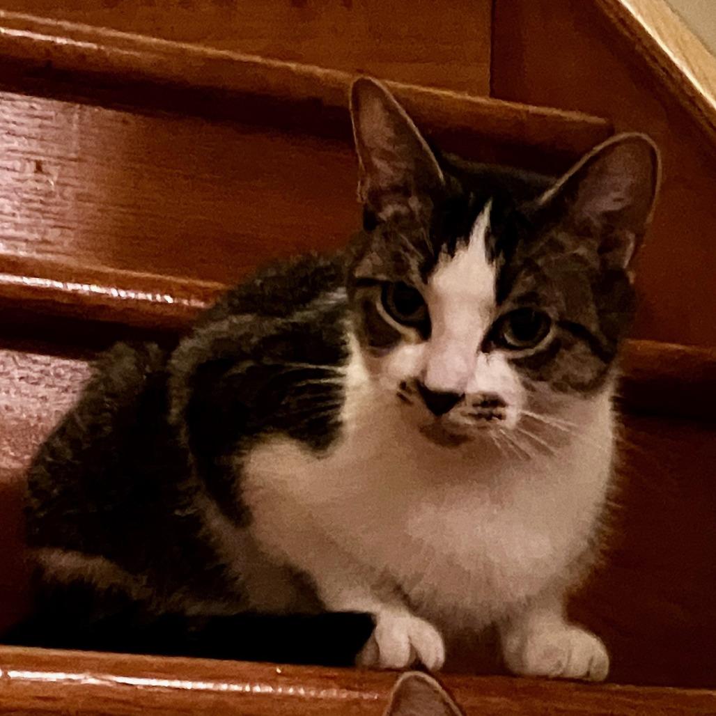 Enlarge Pretzel Ardmore, a Adoptable Domestic Short Hair in Chicago, IL image 1/2