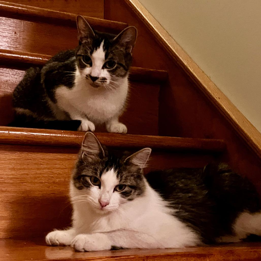 Enlarge Pretzel Ardmore, a Adoptable Domestic Short Hair in Chicago, IL image 2/2