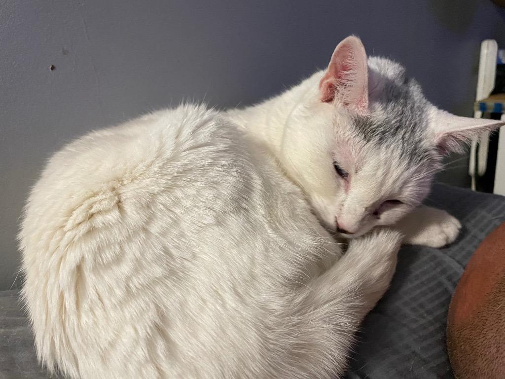 Ana, Adoptable, Adult Female Domestic Short Hair.