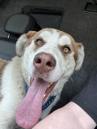 Mufasa, Adoptable, Adult Male Siberian Husky & Mixed Breed.