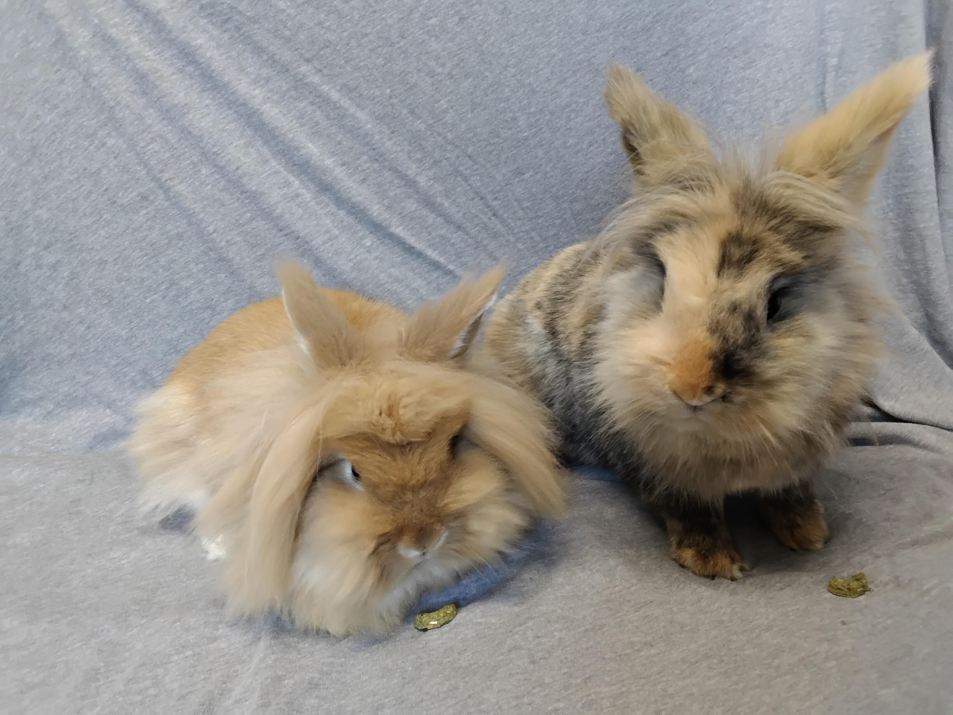 Enlarge Addie - bonded to Allie, a Adopted Lionhead in Erie, PA image 3/5