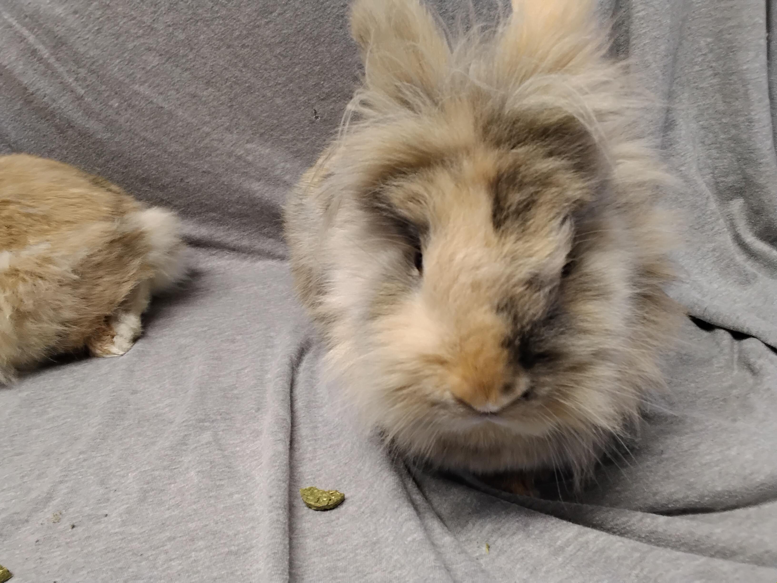 Enlarge Addie - bonded to Allie, a Adopted Lionhead in Erie, PA image 5/5