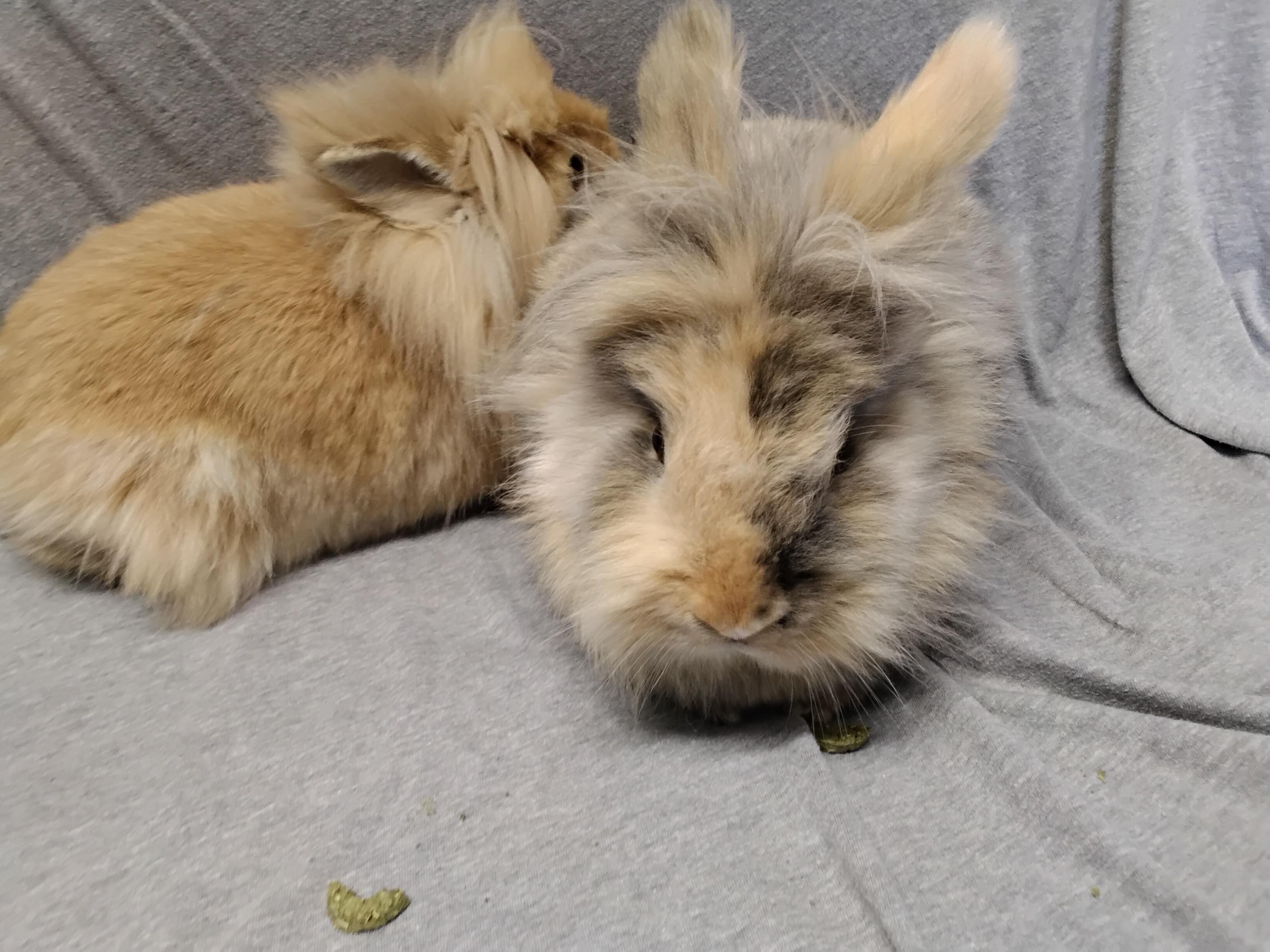 Addie - bonded to Allie, Adopted, Adult Female Lionhead.
