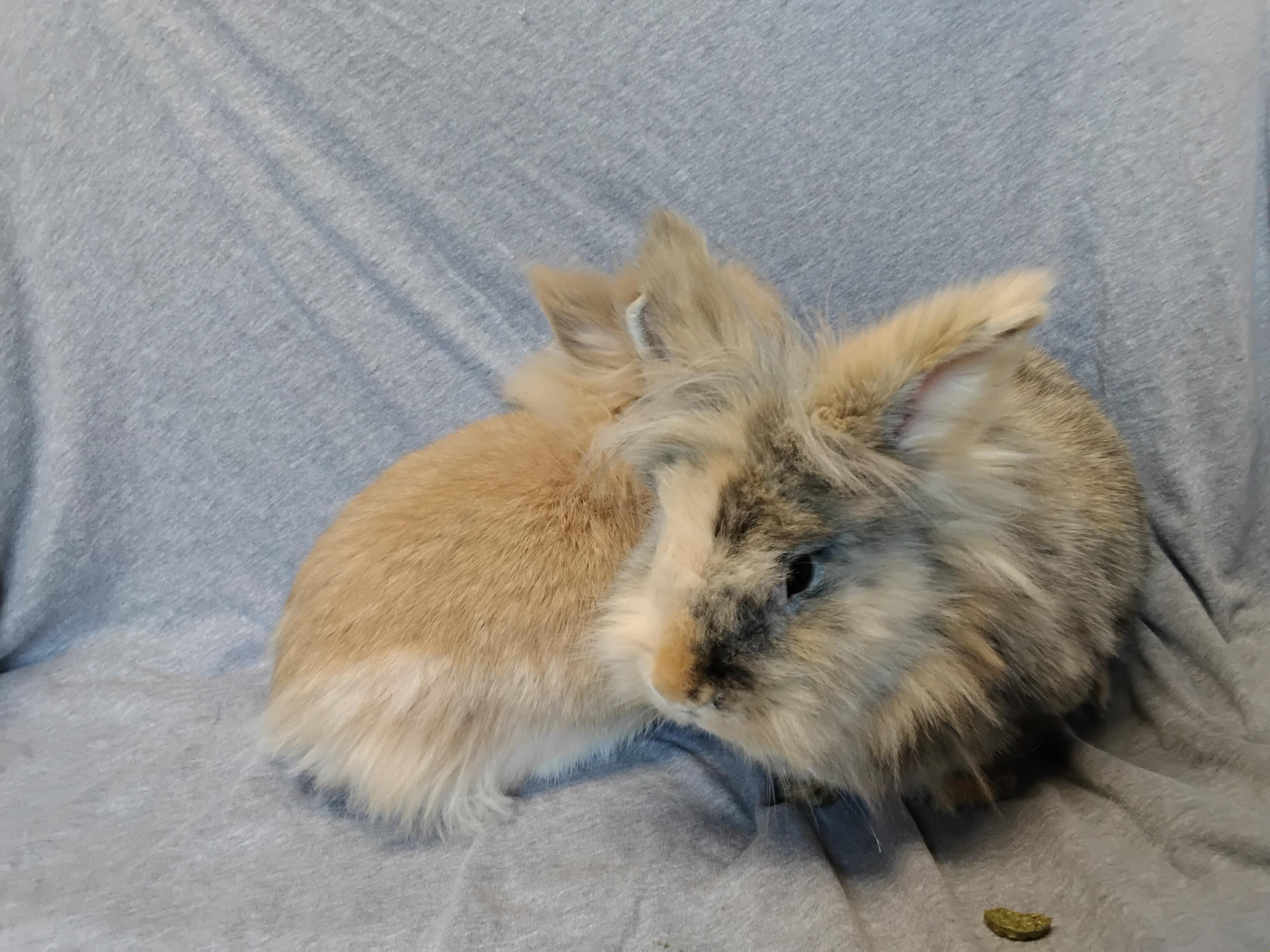 Enlarge Addie - bonded to Allie, a Adopted Lionhead in Erie, PA image 4/5