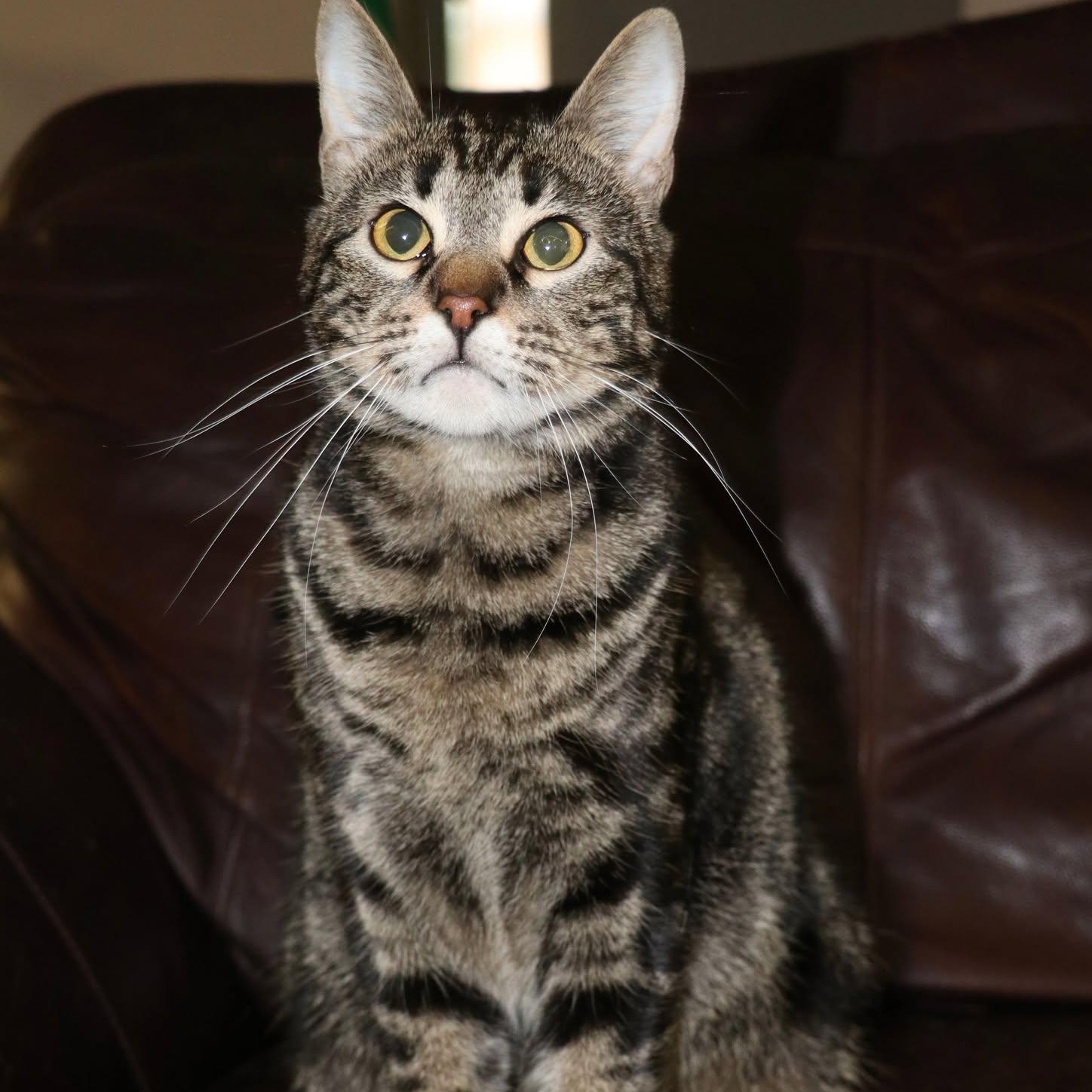 Legendary Link - Hero of Your Heart, an adoptable Tabby, Domestic Short Hair in Corpus Christi, TX, 78418 | Photo Image 2