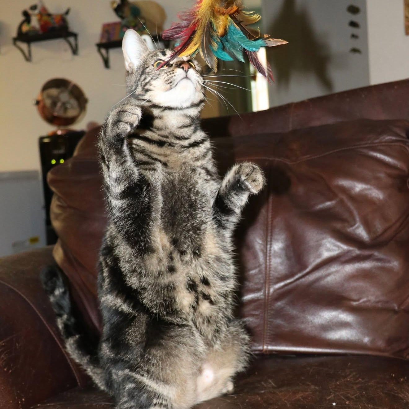 Legendary Link - Hero of Your Heart, an adoptable Tabby, Domestic Short Hair in Corpus Christi, TX, 78418 | Photo Image 4