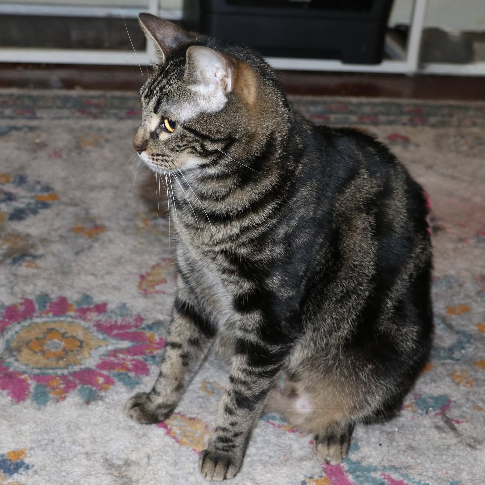Legendary Link - Hero of Your Heart, an adoptable Tabby, Domestic Short Hair in Corpus Christi, TX, 78418 | Photo Image 5