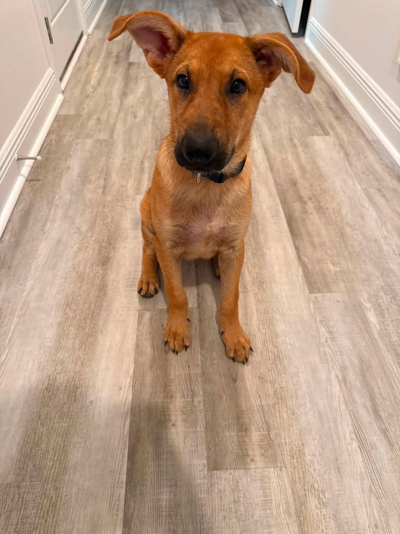 Rocky, Adoptable, Puppy Male Belgian Shepherd / Malinois.