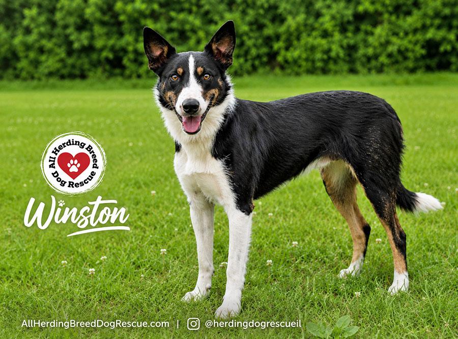 Winston, a ADOPTABLE Border Collie in Joliet, IL image 2/5