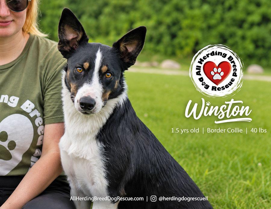 Winston, a ADOPTABLE Border Collie in Joliet, IL image 4/5