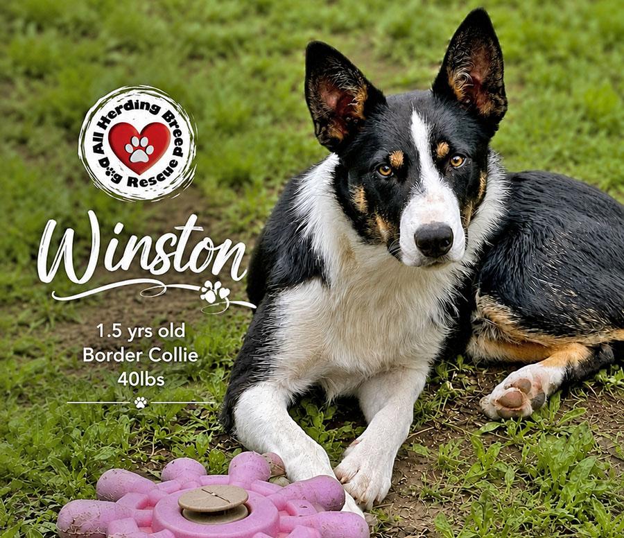 Winston, ADOPTABLE, Young Male Border Collie.