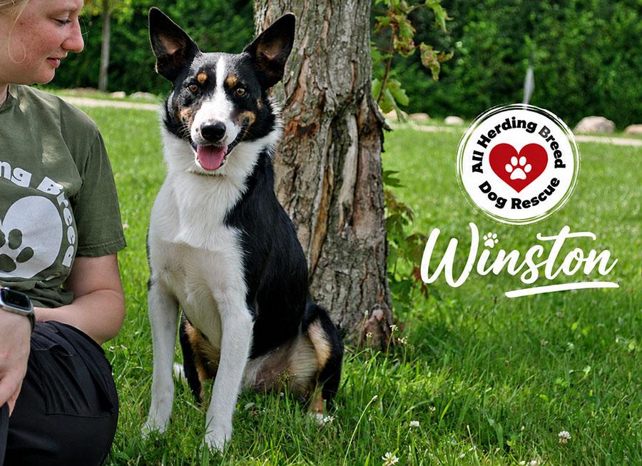 Winston, a ADOPTABLE Border Collie in Joliet, IL image 3/5