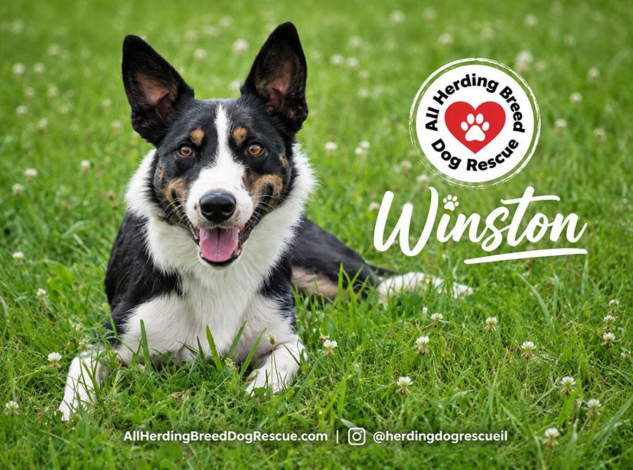 Winston, a ADOPTABLE Border Collie in Joliet, IL image 5/5