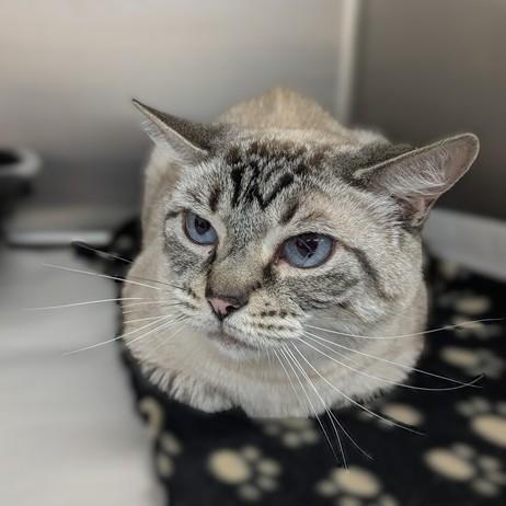 Enlarge Rosa- #51194, a ADOPTABLE Siamese in Columbia, MD image 1/1