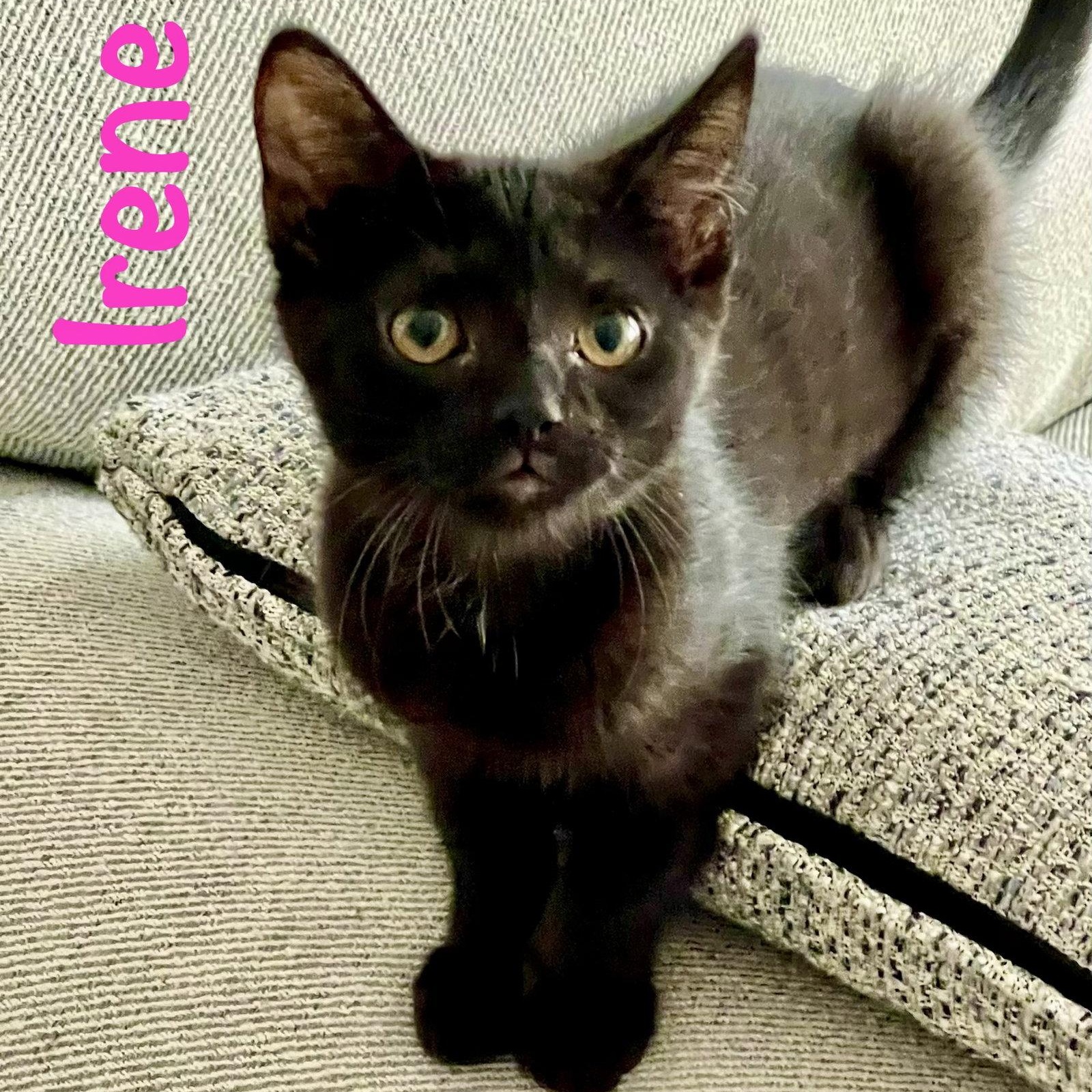 Enlarge Irene, a Adoptable Domestic Short Hair in Reston, VA image 3/3