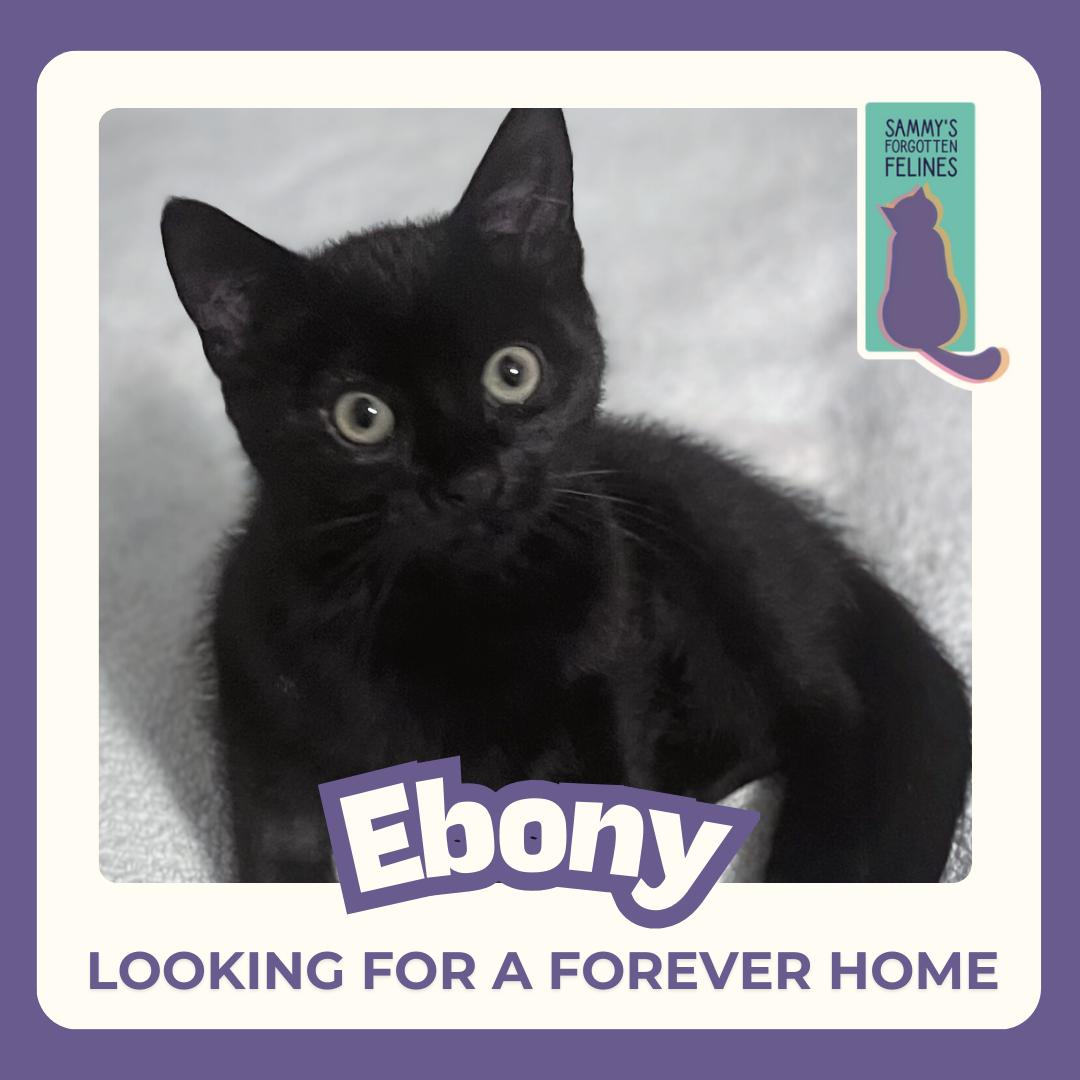 Ebony, Adopted, Young Female Domestic Short Hair.