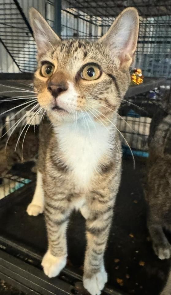 Syrax aka Chaos, Adoptable, Kitten Male American Shorthair.