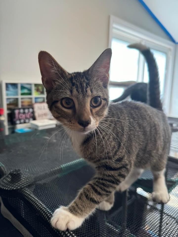 Enlarge Syrax aka Chaos, a Adoptable mixed breed in levittown, NY image 4/6