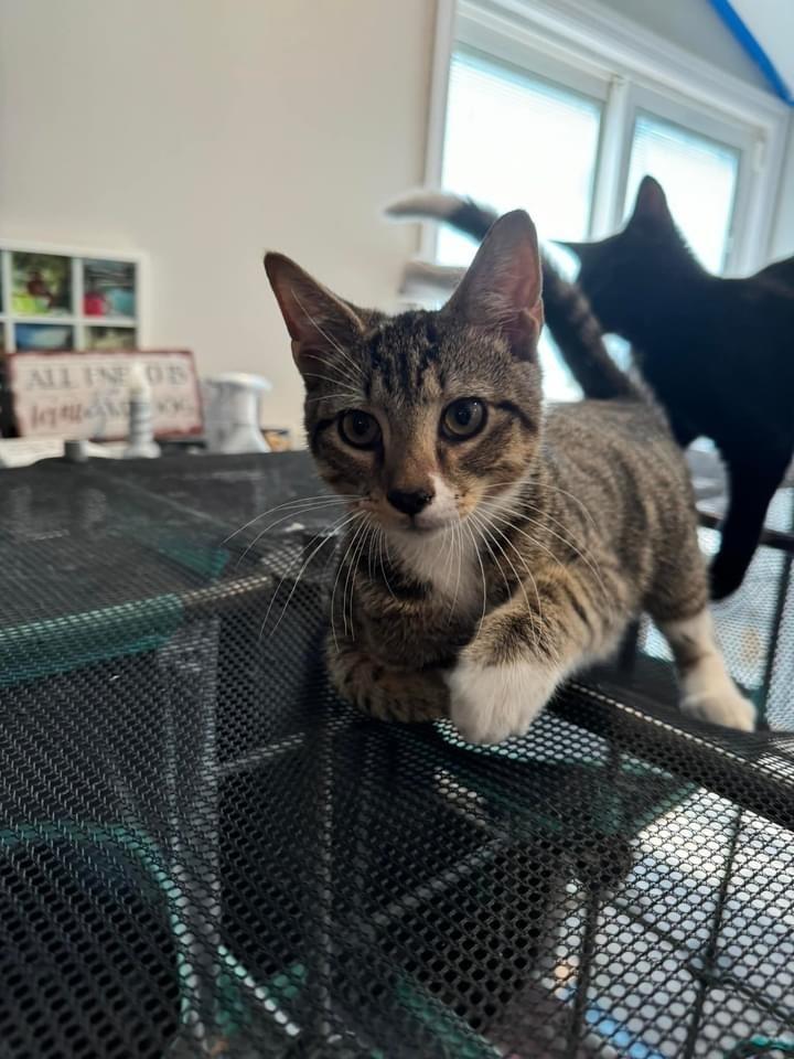 Enlarge Syrax aka Chaos, a Adoptable mixed breed in levittown, NY image 3/3