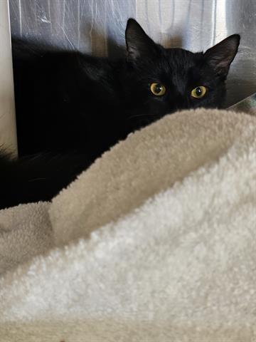 Enlarge A071031, a Adoptable Domestic Short Hair in Norfolk, VA image 1/1