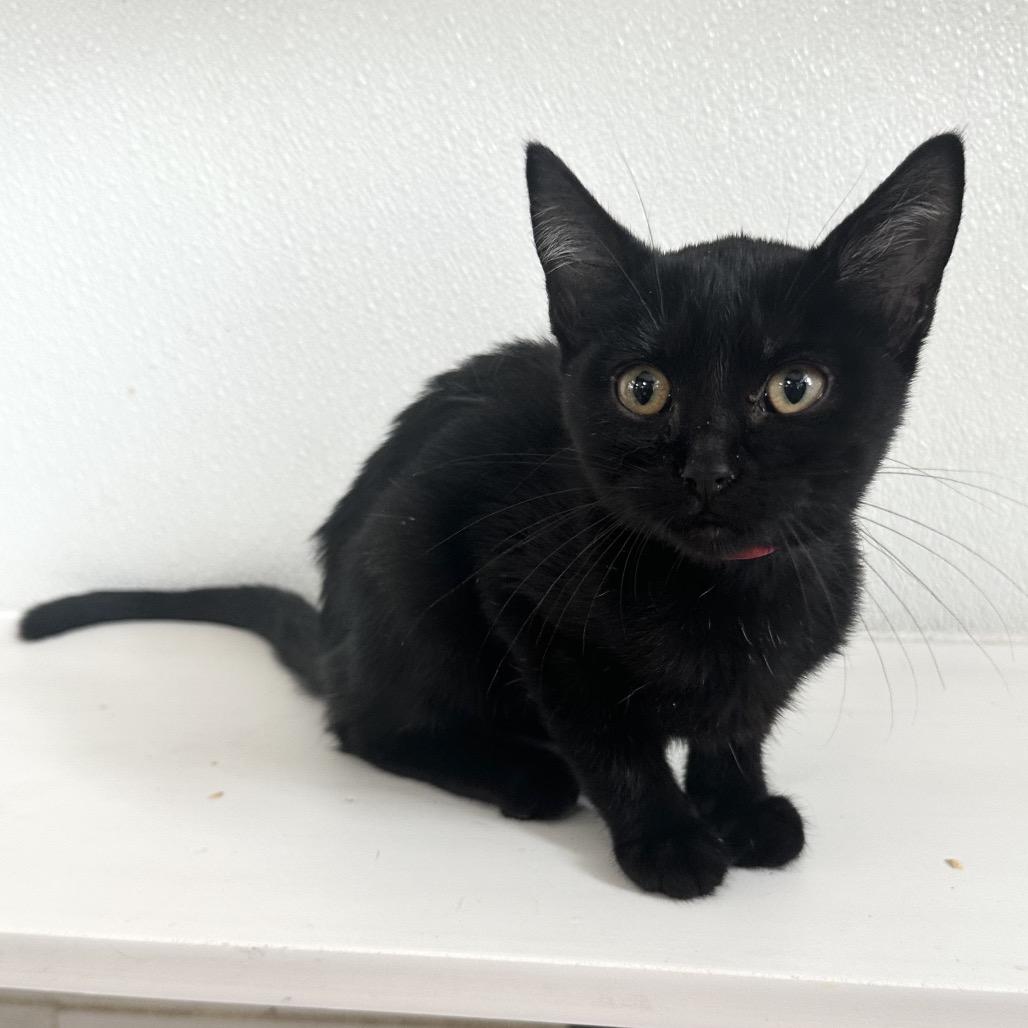 Blossom PL, Adoptable, Kitten Female Domestic Short Hair.