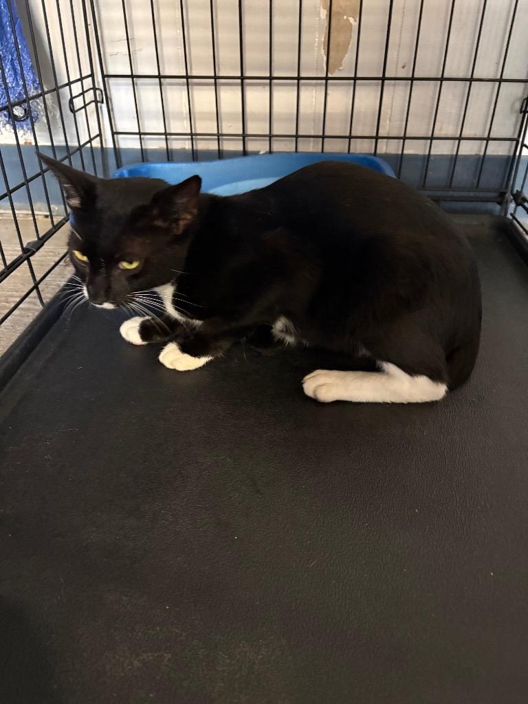 Enlarge Fuzzball, a Adoptable mixed breed in Wauchula, FL image 1/1