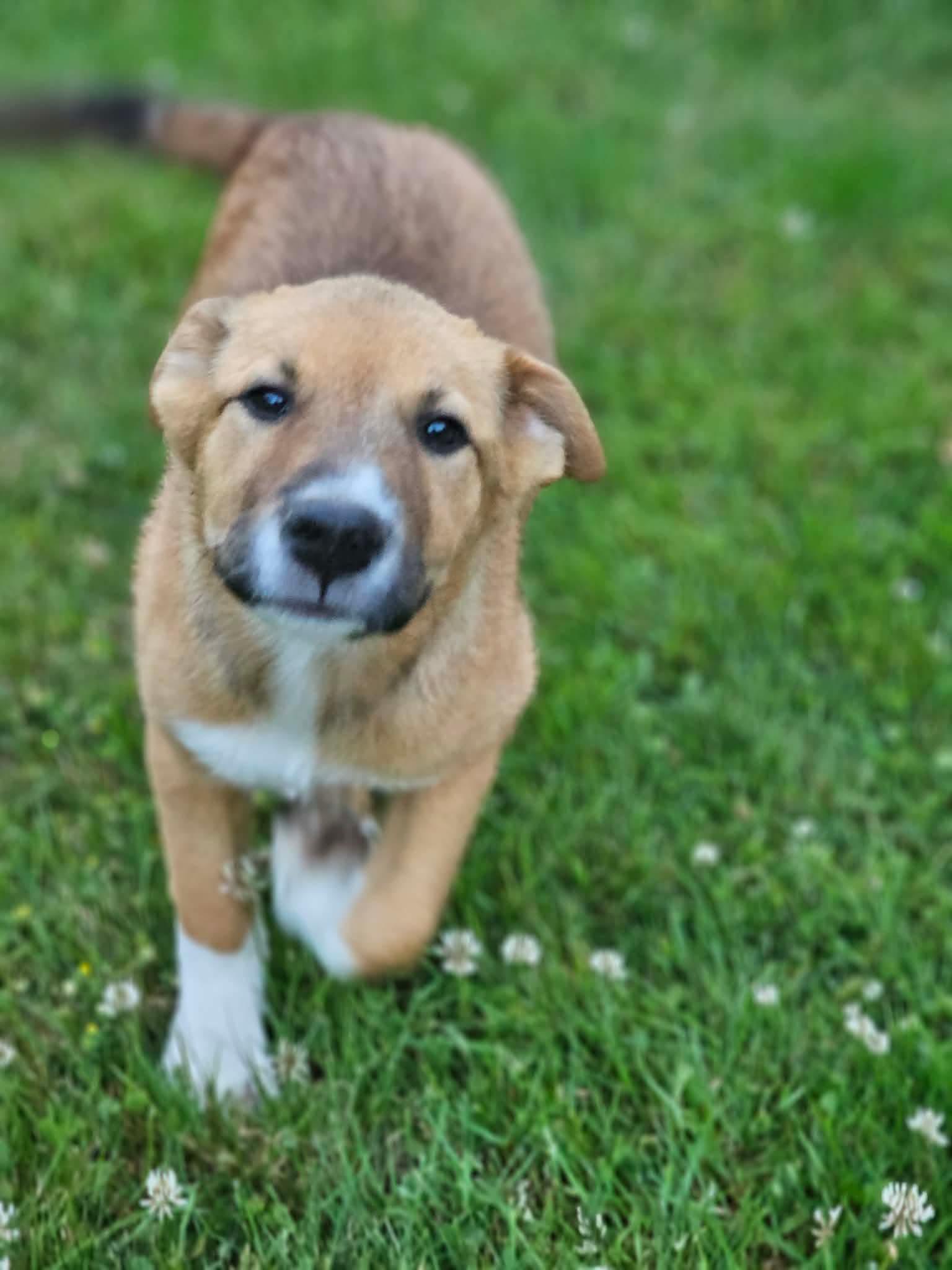 Enlarge Impala (Safari litter), an adoptable mixed breed in Silvana, WA image 3/6