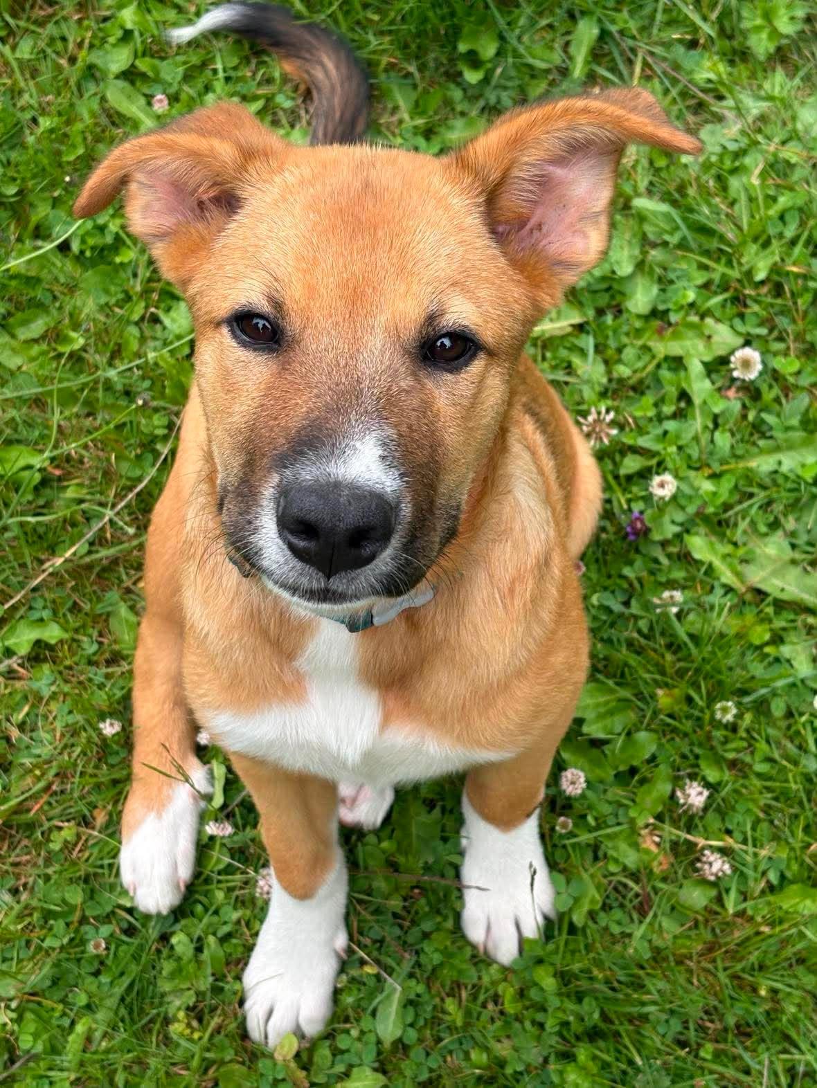Impala (Safari litter), adoptable, Puppy Female German Shepherd Dog & Great Pyrenees.