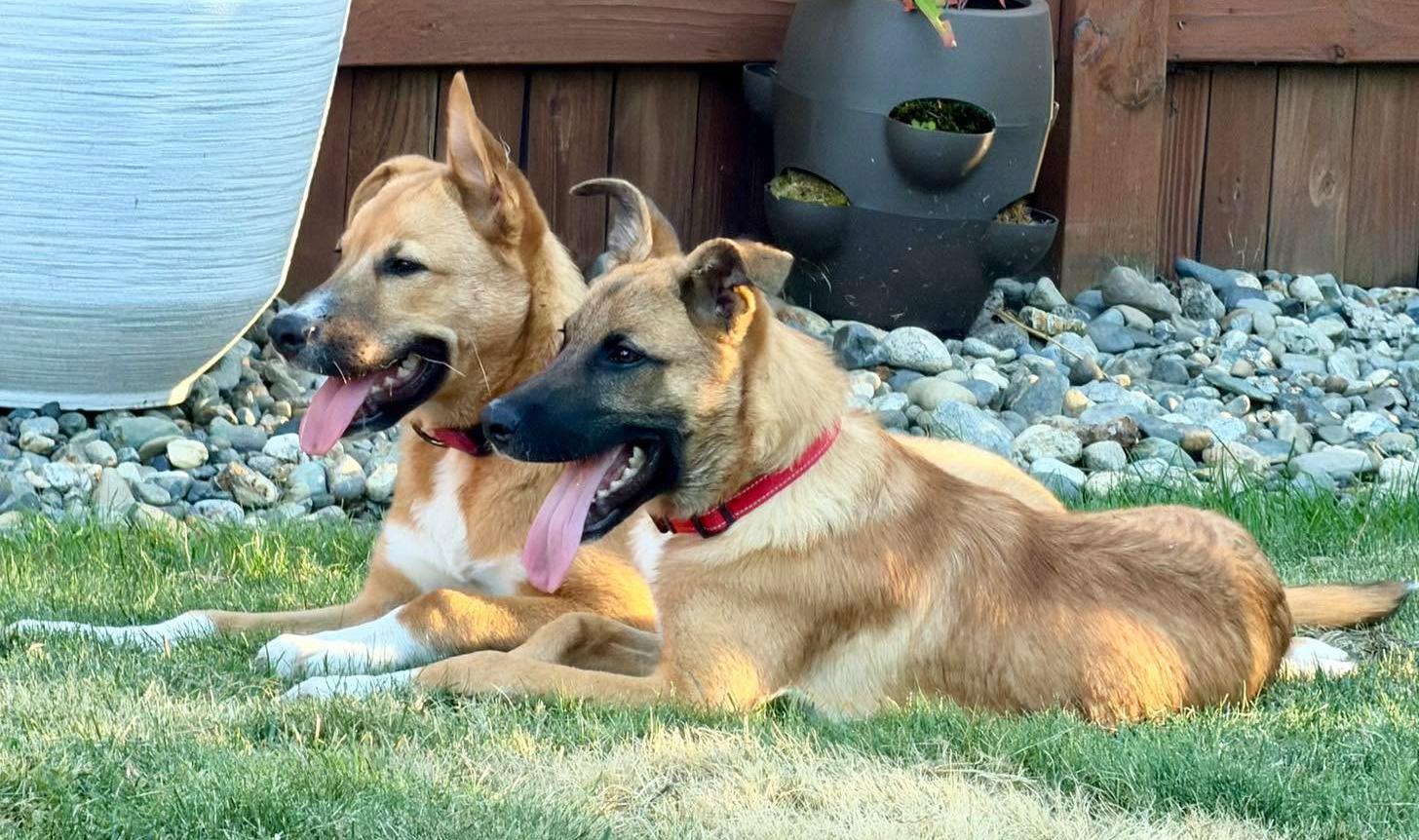 Impala (Safari litter), an adoptable mixed breed in Silvana, WA image 2/6