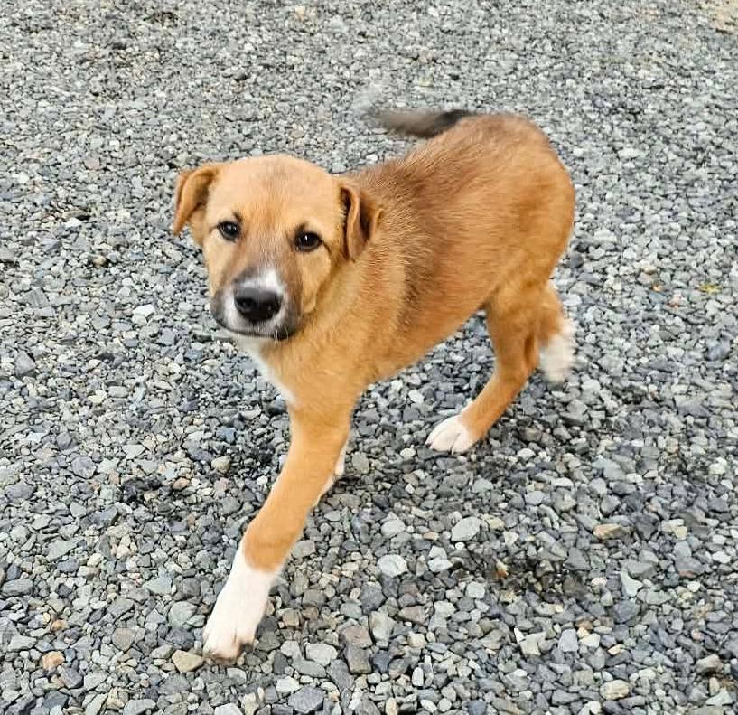 Enlarge Impala (Safari litter), an adoptable mixed breed in Silvana, WA image 4/6
