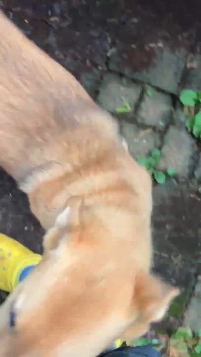 Enlarge Impala (Safari litter), an adoptable mixed breed in Silvana, WA video 6/6