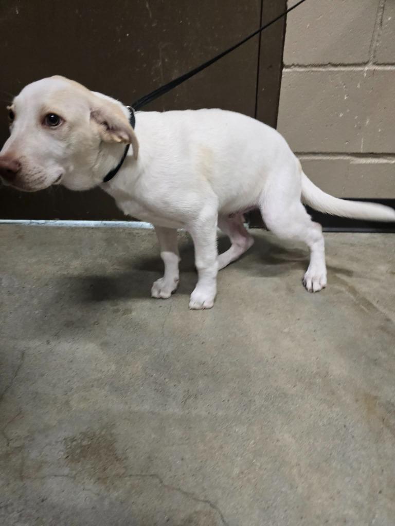 Enlarge Vito, a Adoptable Labrador Retriever in Huntsville, TX image 1/1
