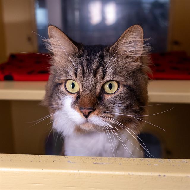MILO photo