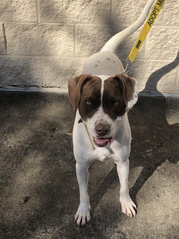 Sage, a Adoptable mixed breed in Dawson, GA image 1/6