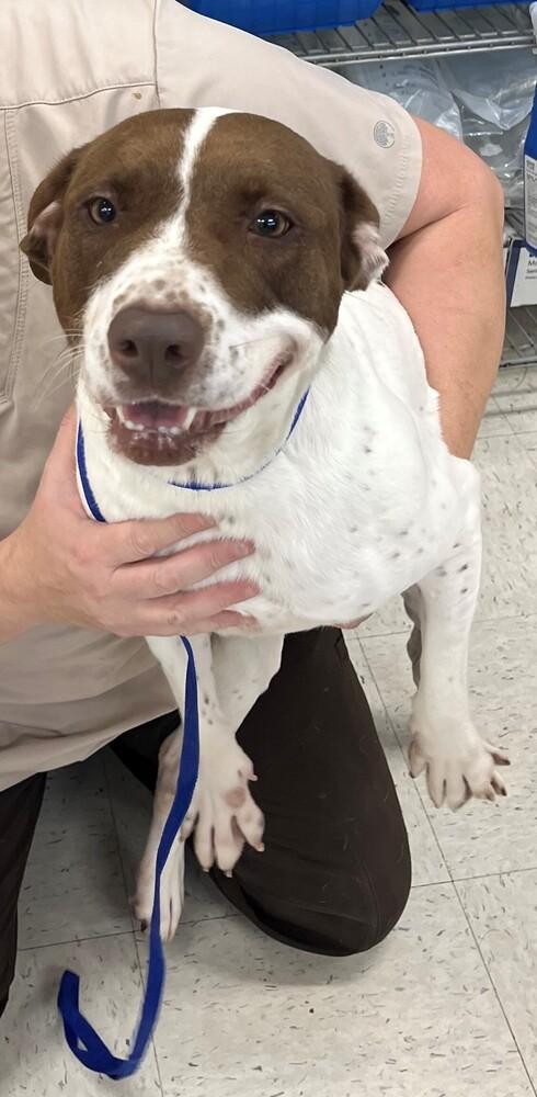 Sage, a Adoptable mixed breed in Dawson, GA image 2/6