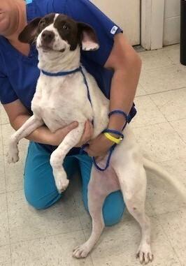 Sage, a Adoptable mixed breed in Dawson, GA image 3/6