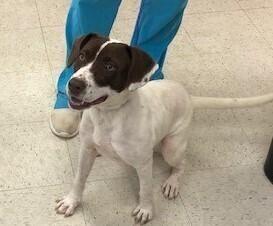 Sage, a Adoptable mixed breed in Dawson, GA image 4/6