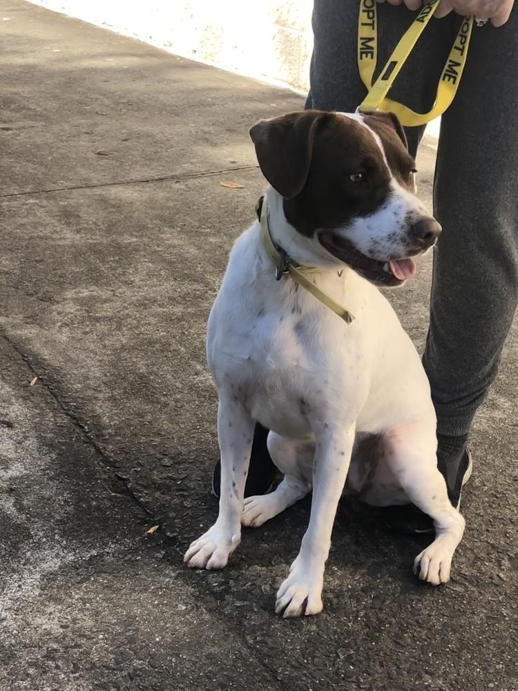 Sage, a Adoptable mixed breed in Dawson, GA image 5/6