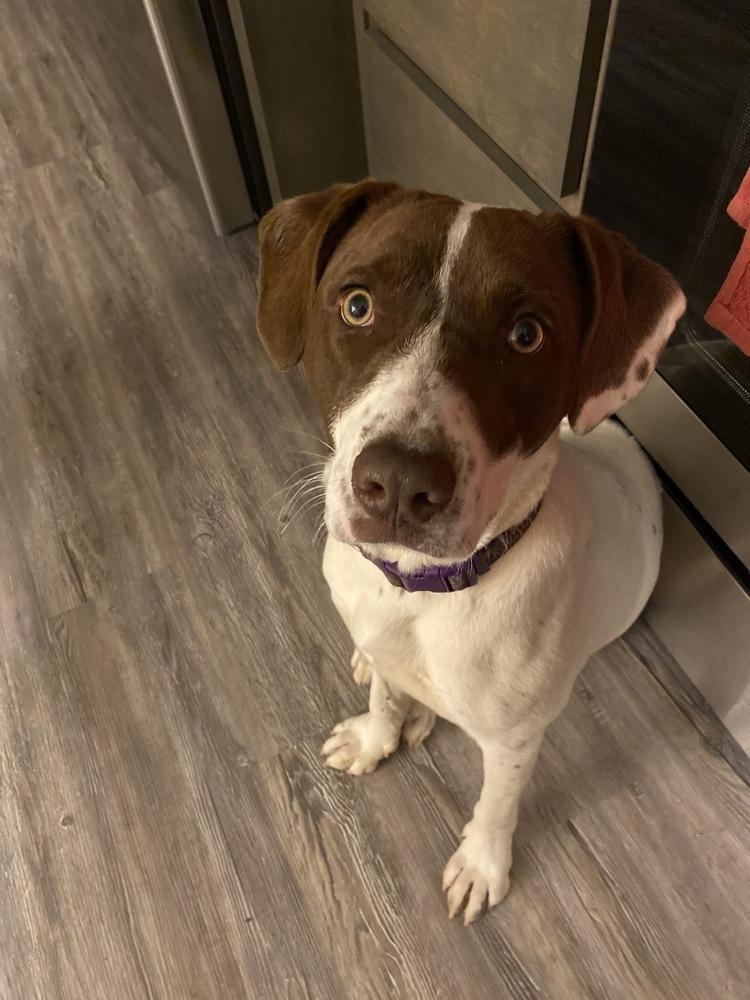 Sage, a Adoptable mixed breed in Dawson, GA image 6/6