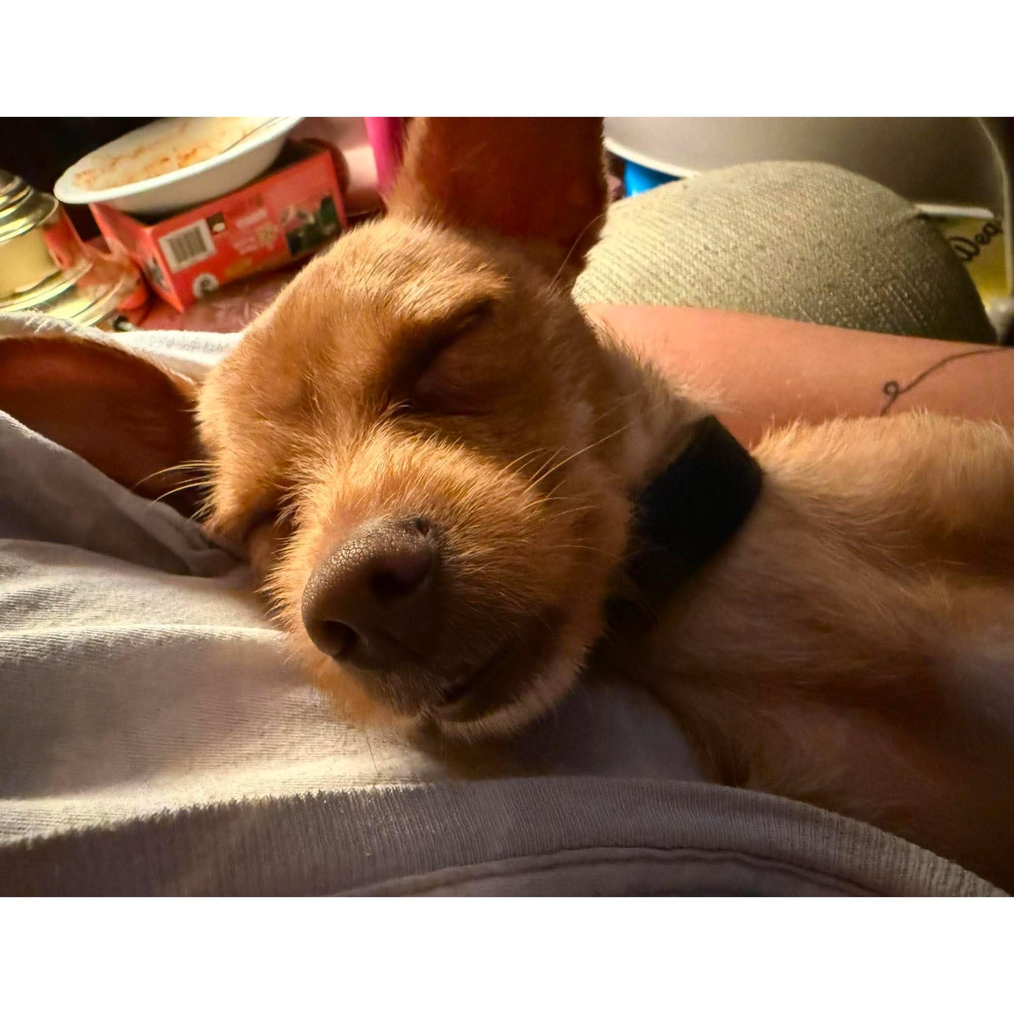 Potato, an adopted mixed breed in Rochester, NY image 6/6