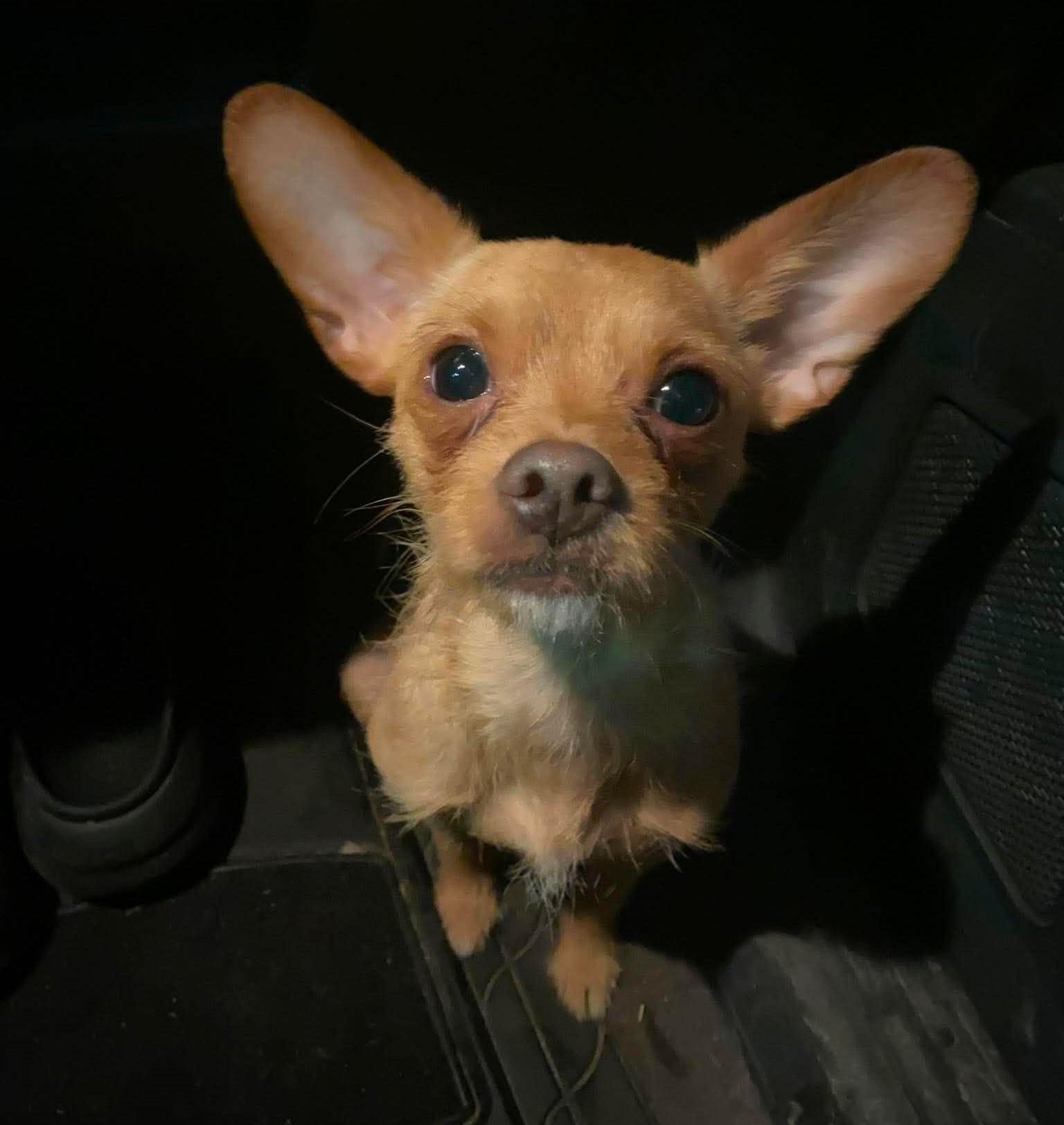 Potato, an adopted mixed breed in Rochester, NY image 5/6
