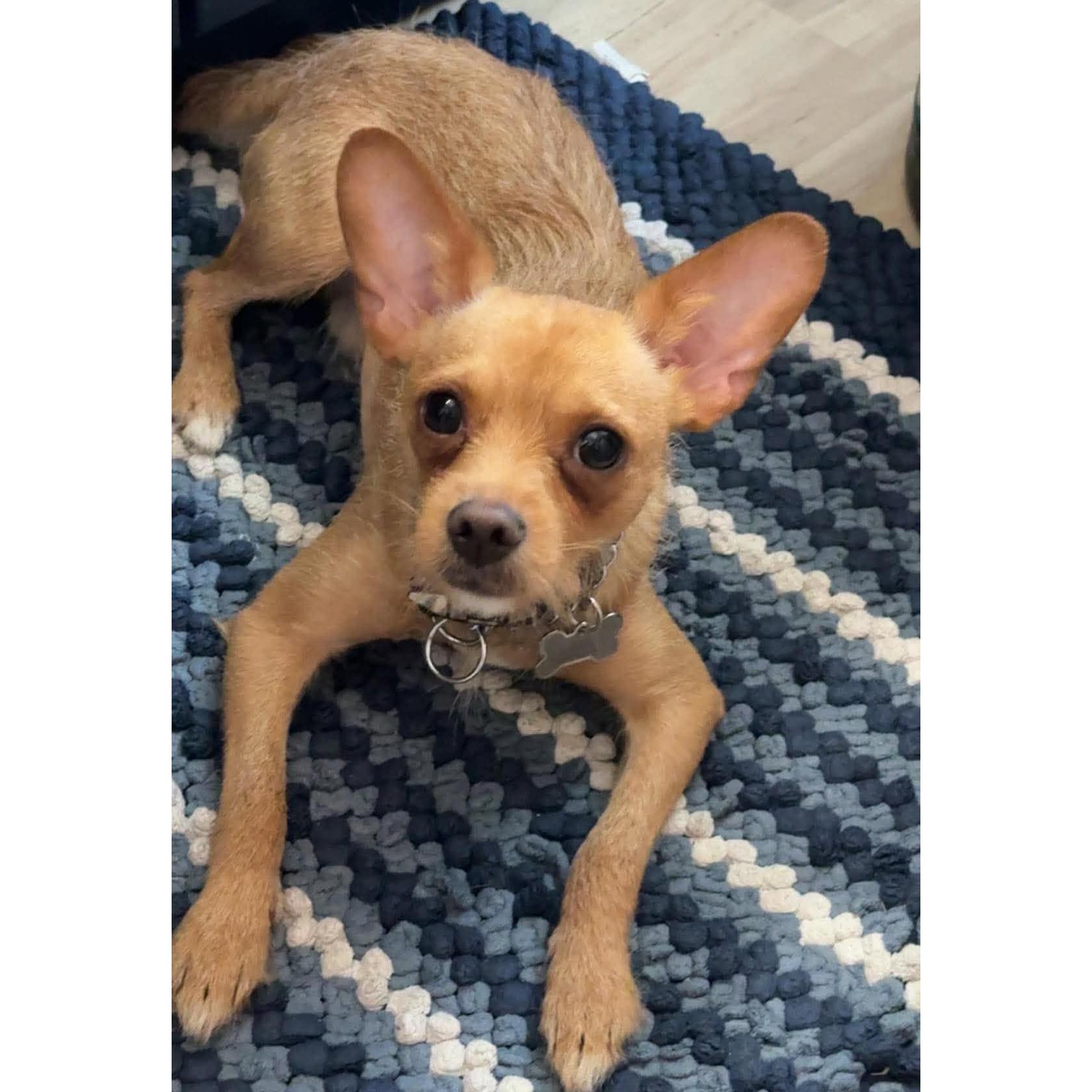 Potato, adopted, Young Male Chihuahua.