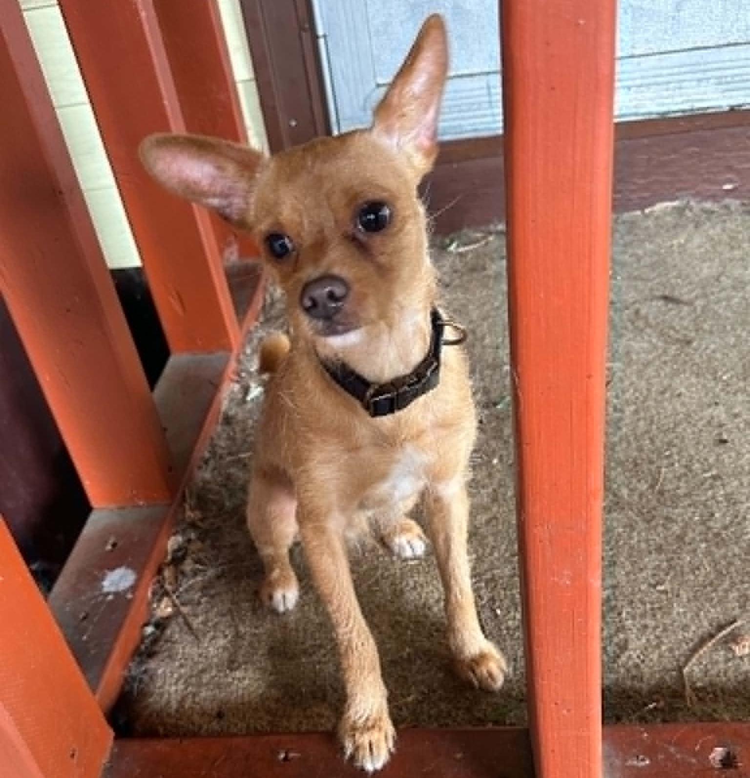 Potato, an adopted mixed breed in Rochester, NY image 3/6