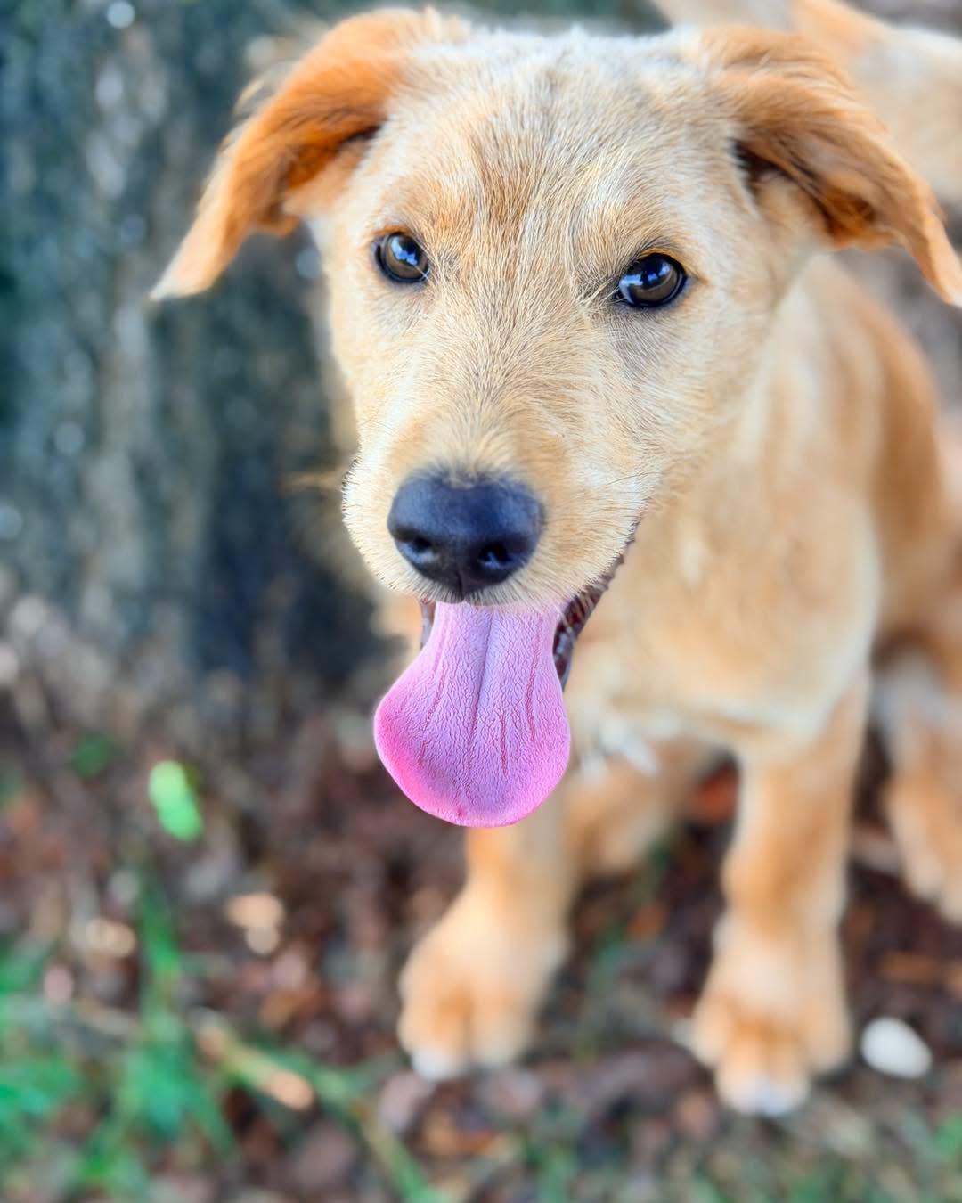 Sammy, a ADOPTABLE Mixed Breed in Berwick, ME image 2/3