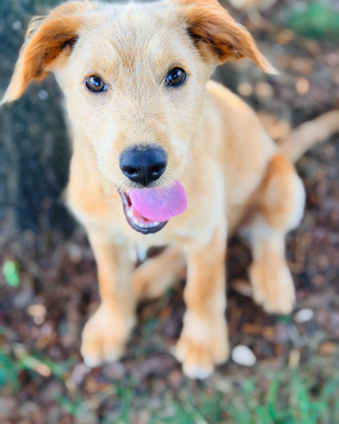Sammy, ADOPTABLE, Puppy Female Mixed Breed.