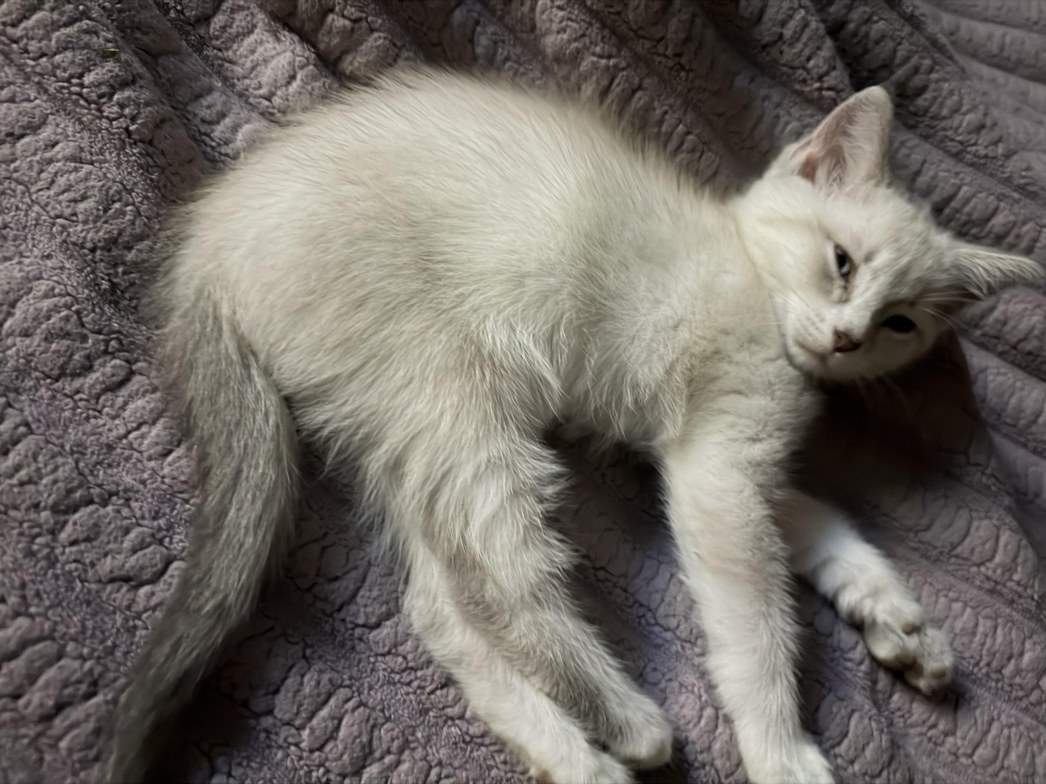 Enlarge Queso, a Adopted Domestic Short Hair in Indianapolis, IN image 3/4