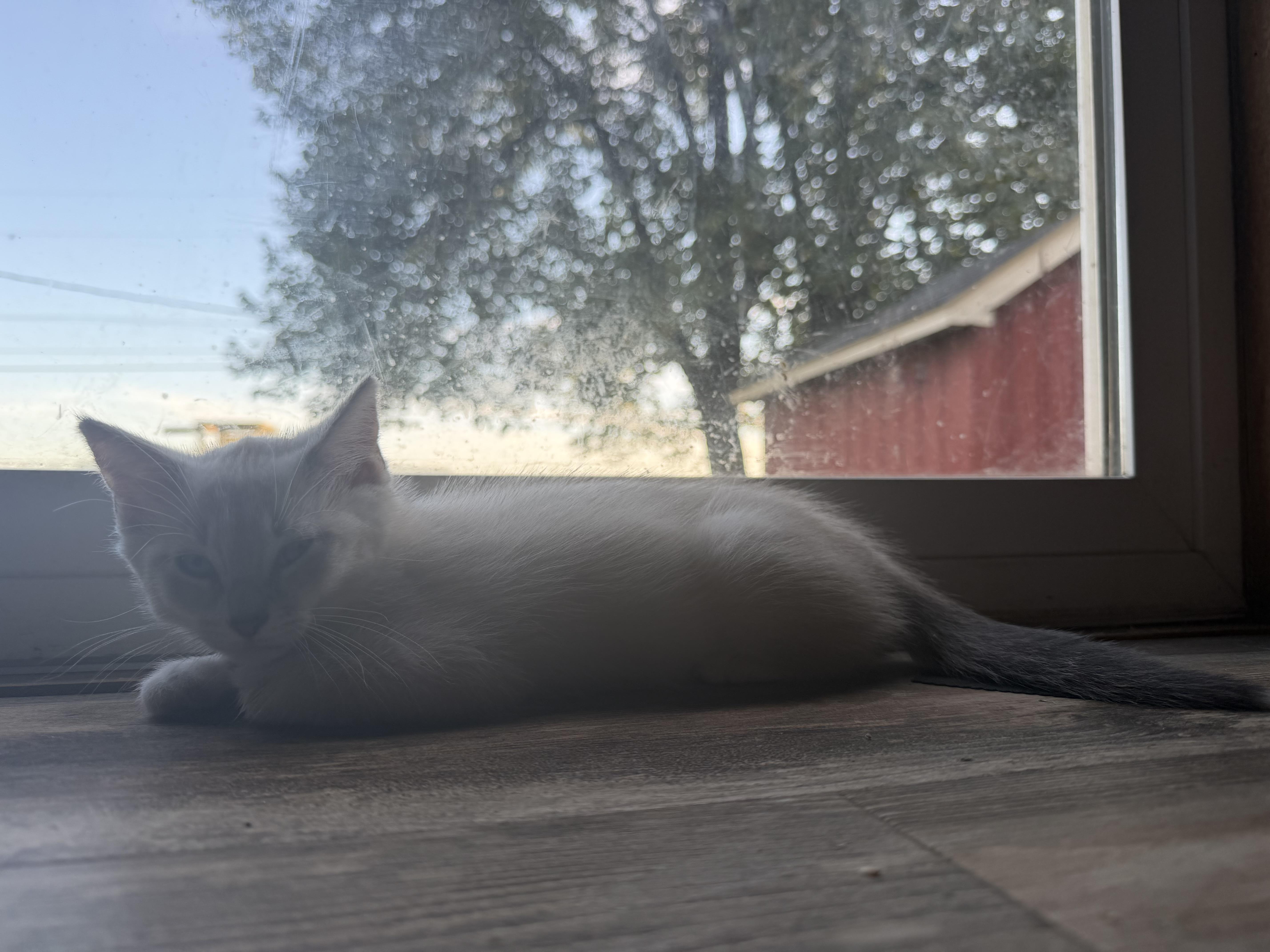 Enlarge Queso, a Adopted Domestic Short Hair in Indianapolis, IN image 4/4