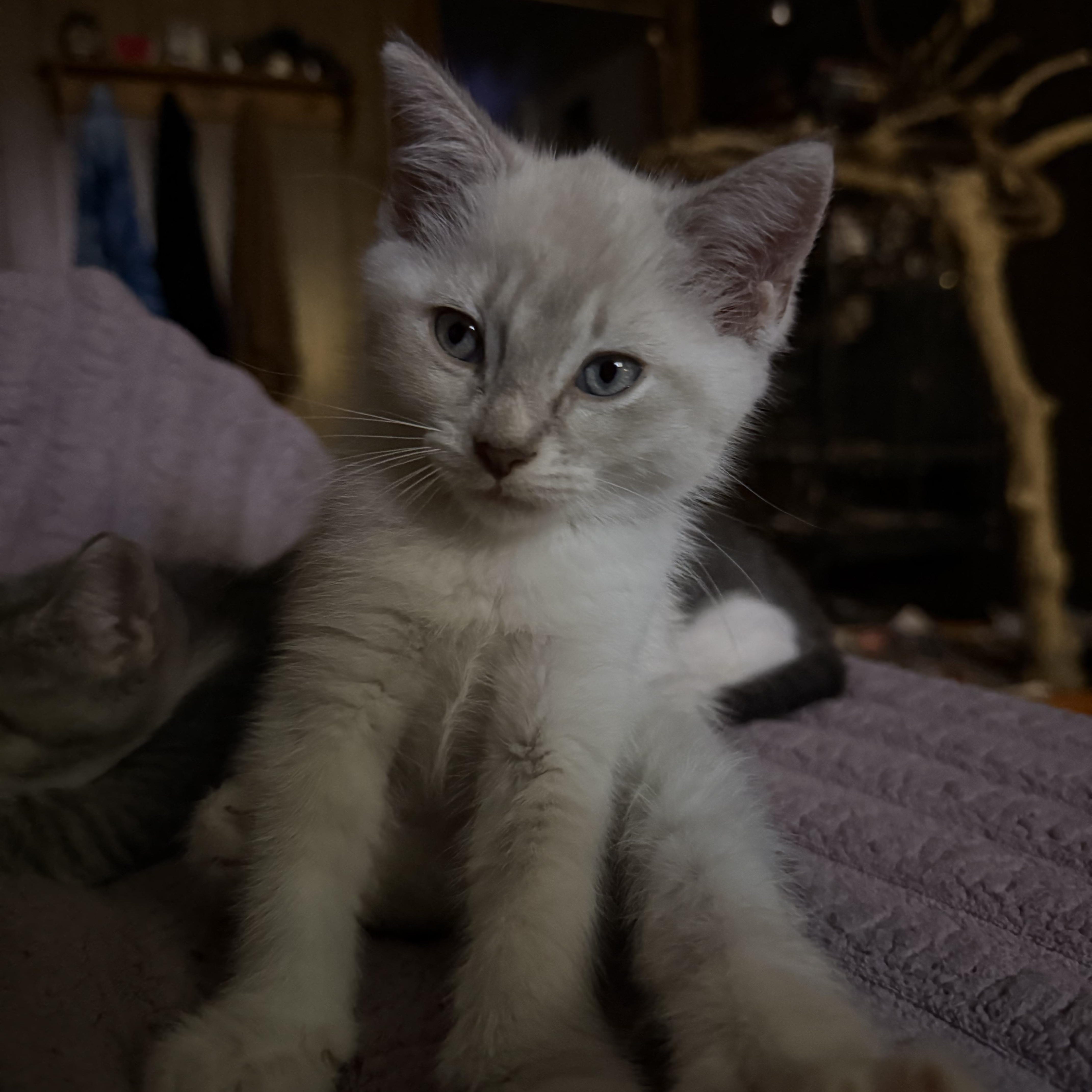 Enlarge Queso, a Adopted Domestic Short Hair in Indianapolis, IN image 2/4