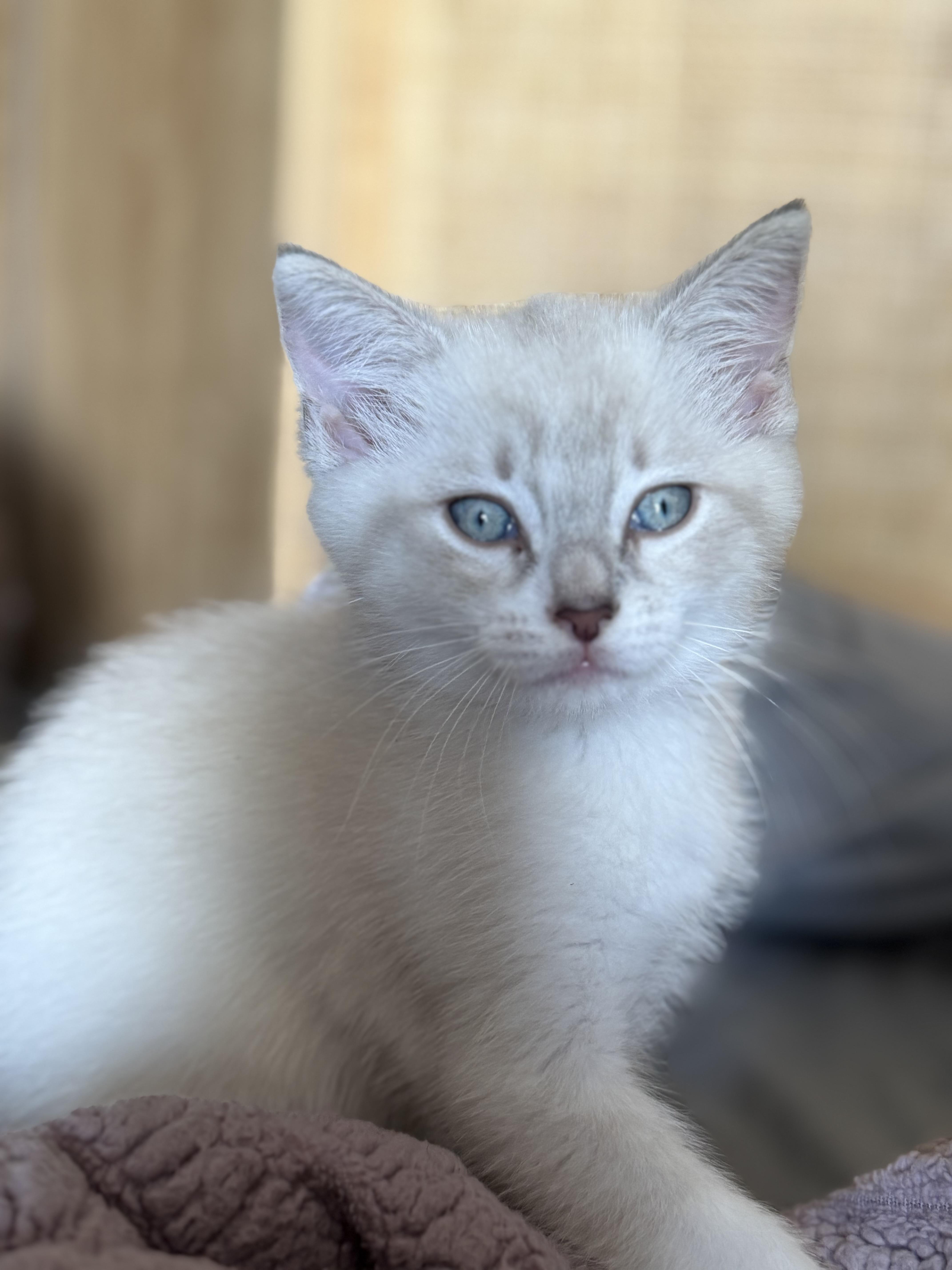 Enlarge Queso, a Adopted Domestic Short Hair in Indianapolis, IN image 1/4